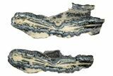 Mammoth Molar Slices with Case - South Carolina #263456-1